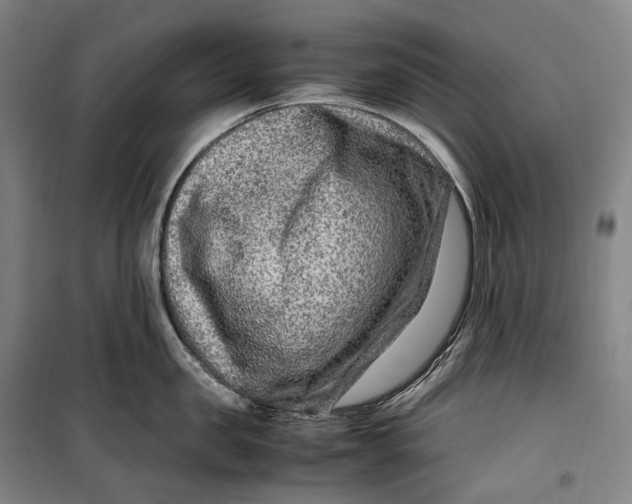 X0000099570957200806061600