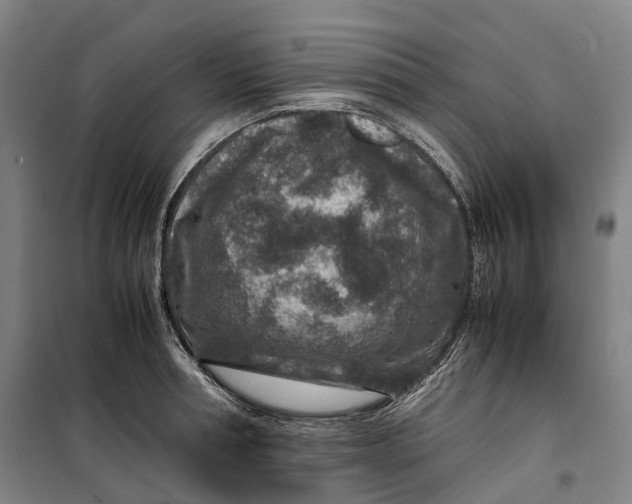 X0000099570994200806061558