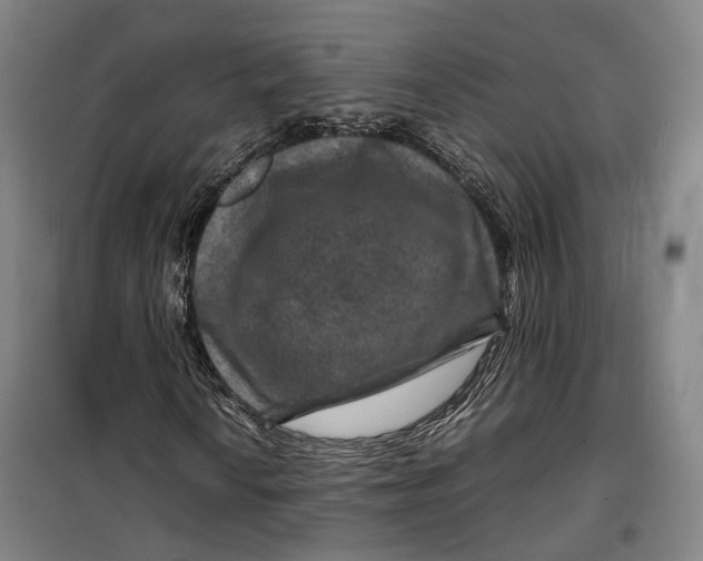 X0000099571010200806061558
