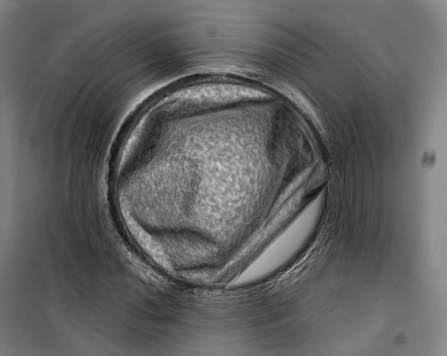 X0000099571020200806061558