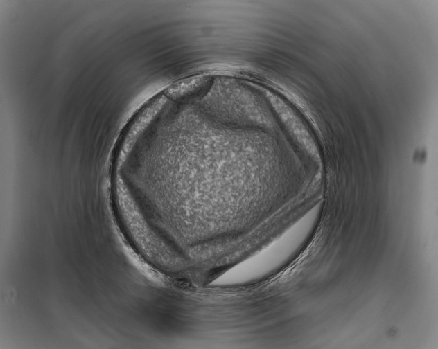 X0000099571042200806061558