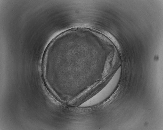 X0000099571052200806061558