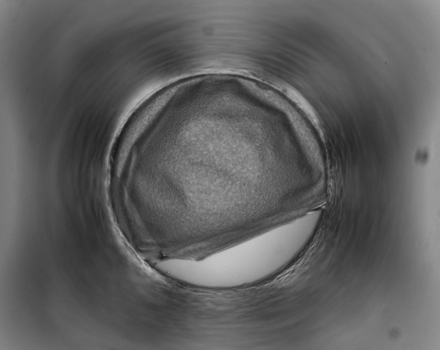 X0000099571096200806061557