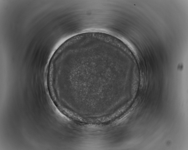 X0000099571102200806061557