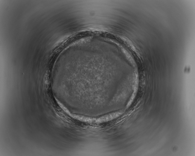 X0000099571110200806061556