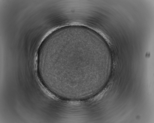 X0000099571126200806061556
