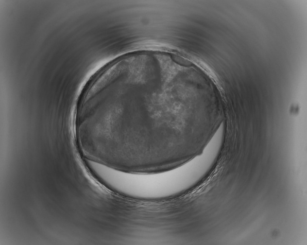 X0000099571128200806061556