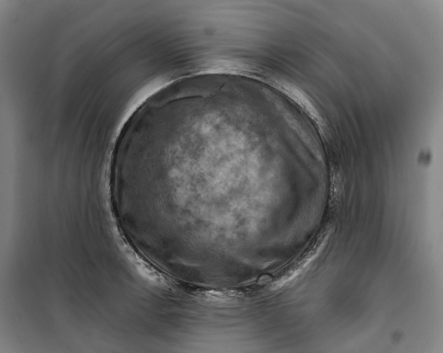 X0000099571138200806061557