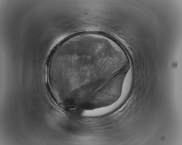 X0000099571171200806061556