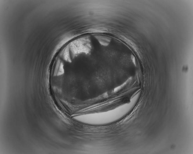 X0000099571179200806061556