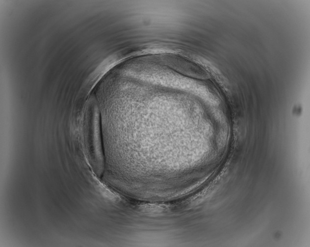 X0000099571185200806061556