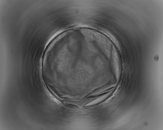 X0000099571198200806061555