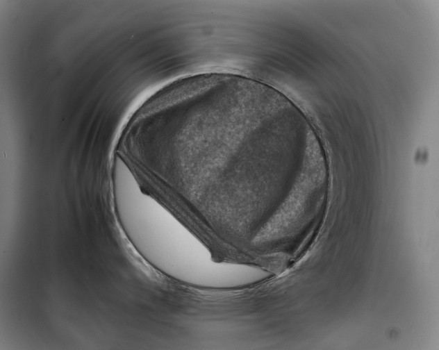X0000099571200200806061555