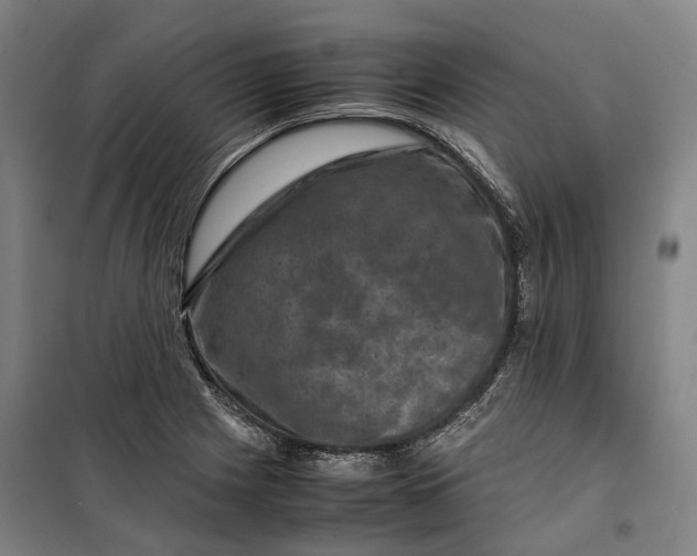 X0000099571225200806061555