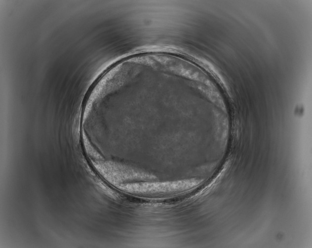 X0000099571228200806061555