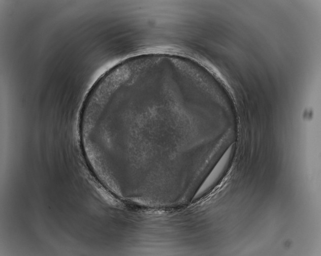 X0000099571230200806061555