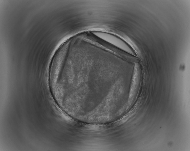 X0000099571240200806061555