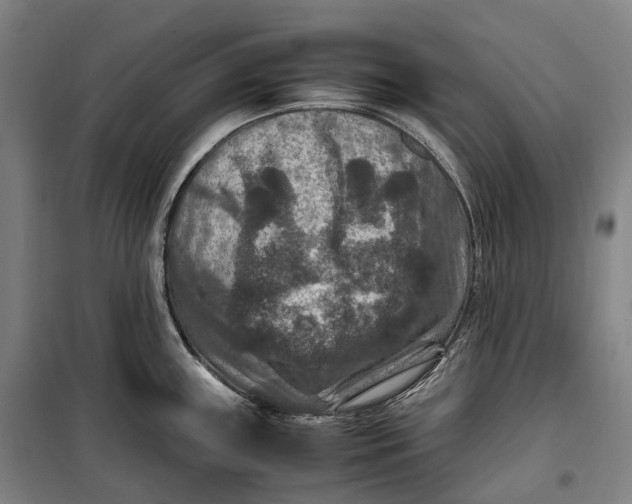 X0000099571243200806061555