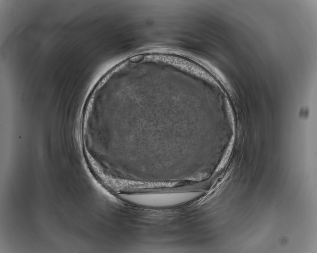 X0000099571247200806061555