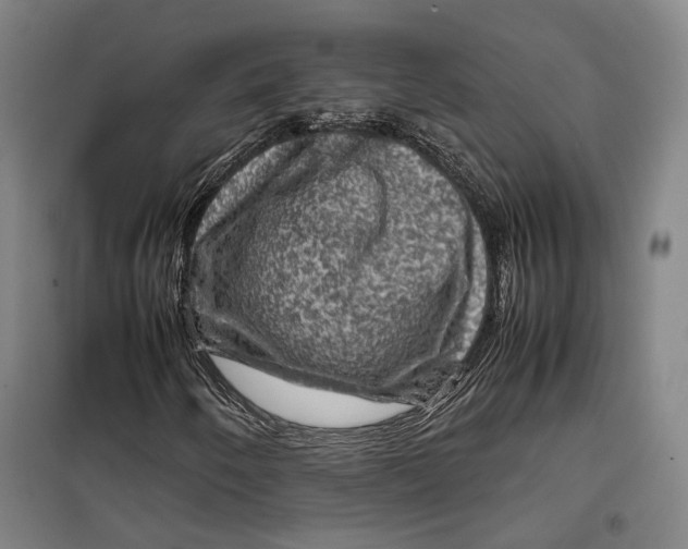 X0000099571250200806061554