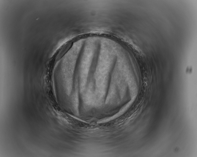 X0000099571256200806061554