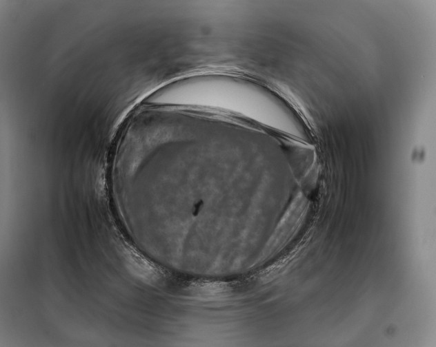 X0000099571260200806061554