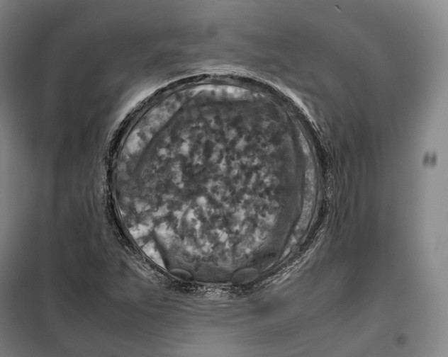 X0000099571263200806061554
