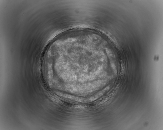 X0000099571266200806061554