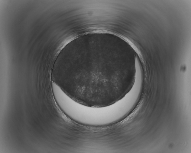 X0000099571289200806061554