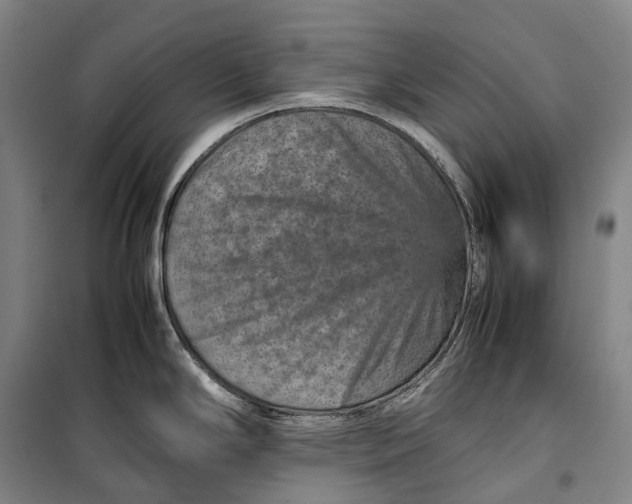 X0000099571294200806061554
