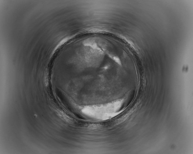 X0000099571306200806061553