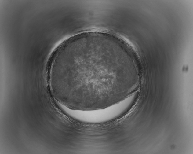 X0000099571310200806061553