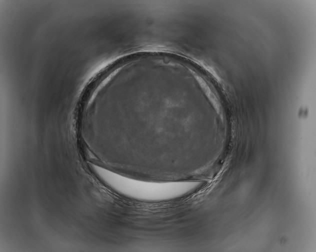 X0000099571311200806061553