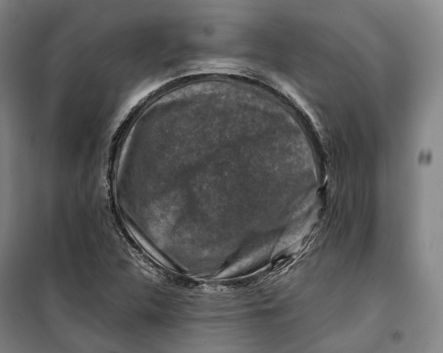 X0000099571312200806061553