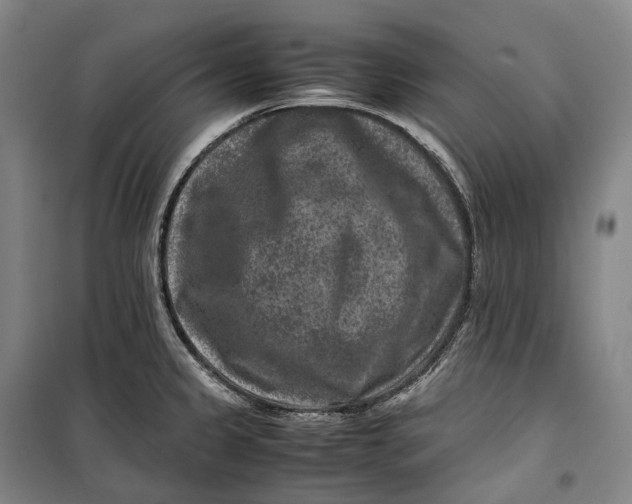 X0000099571333200806061554