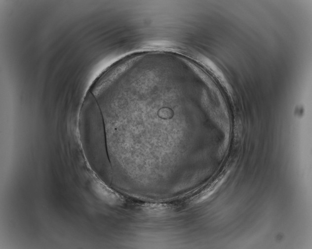 X0000099571336200806061554