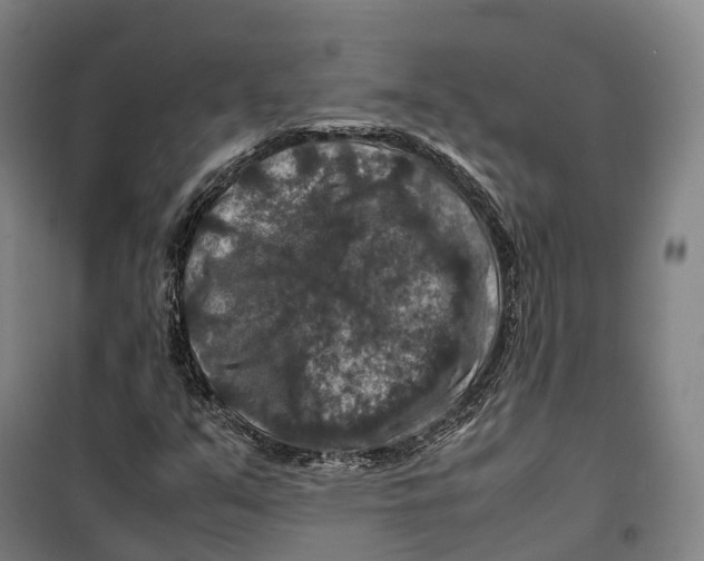 X0000099571351200806061553
