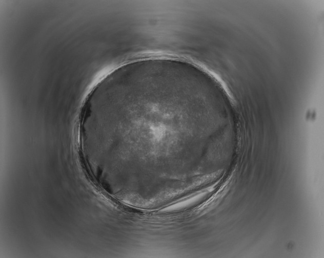 X0000099571365200806061553