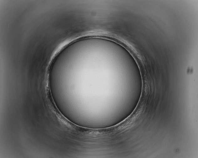 X0000099571366200806061553