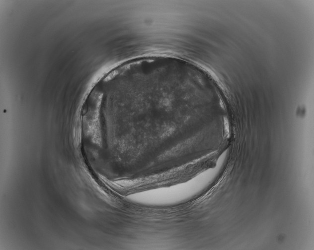 X0000099571371200806061553