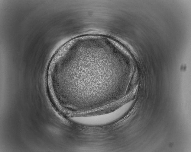 X0000099571375200806061553
