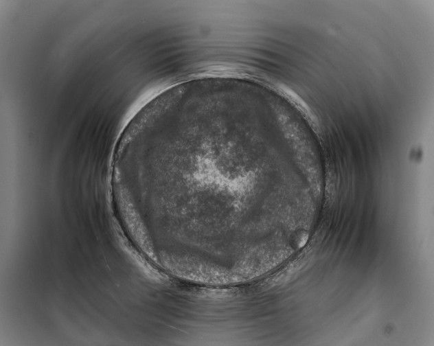 X0000099571378200806061553
