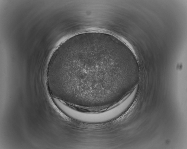 X0000099571381200806061553