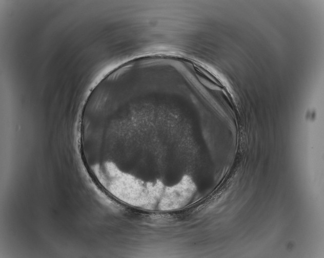 X0000099571383200806061553