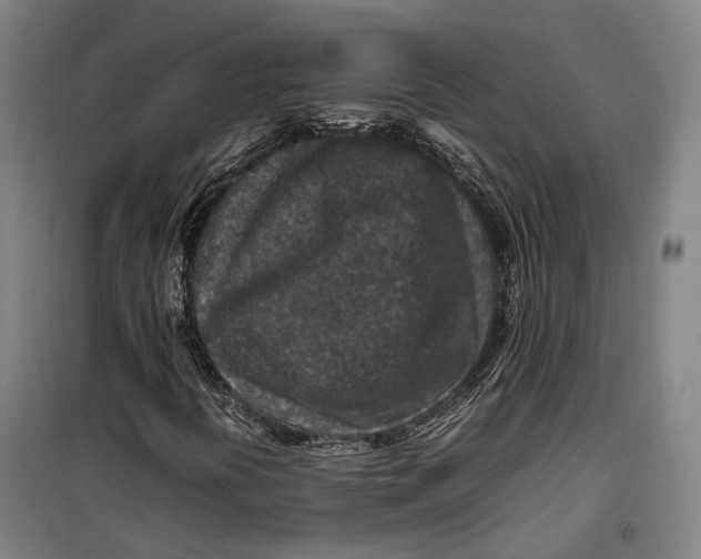 X0000099571394200806061552