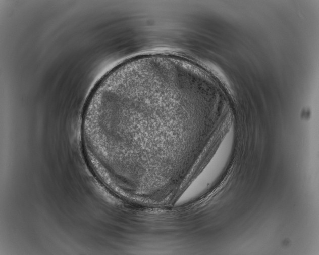 X0000099571420200806061552