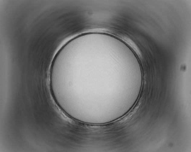 X0000099571436200806061552