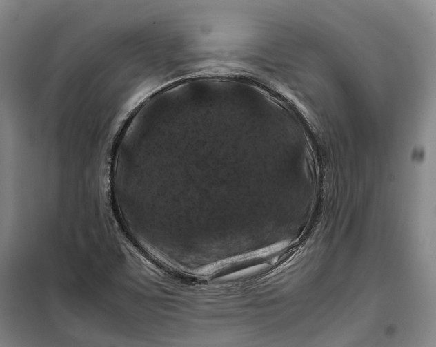 X0000099571459200806061551