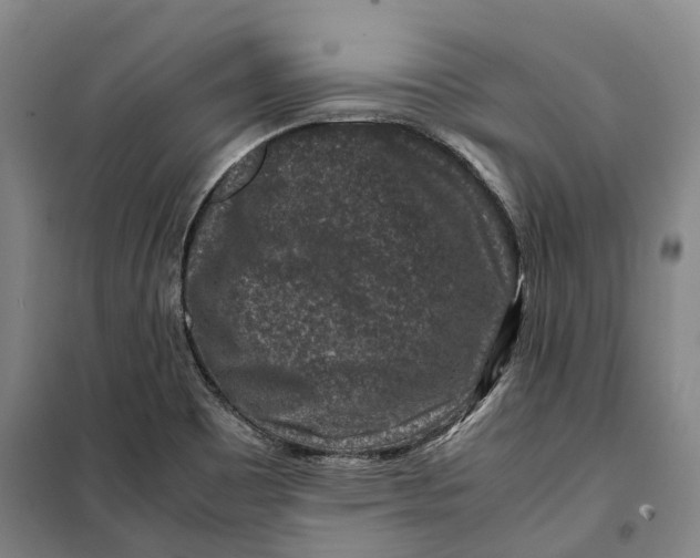 X0000099571465200806061551