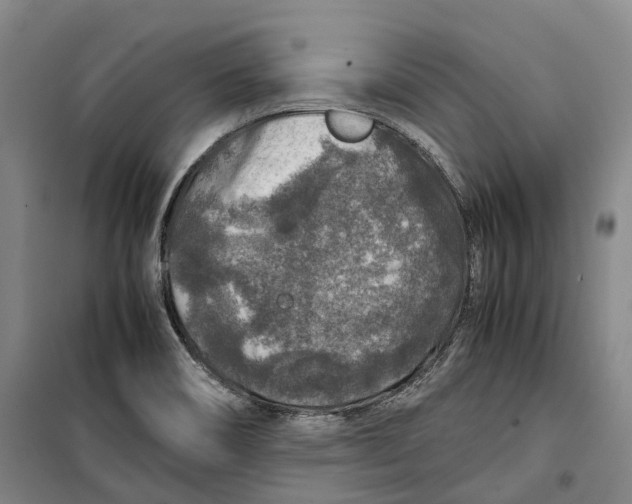X0000099571466200806061551